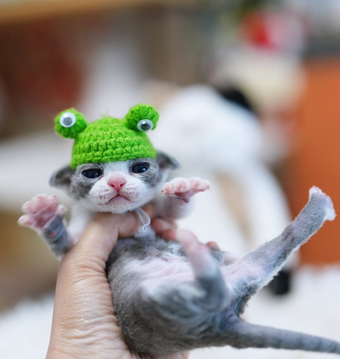 ZouZhou1112's tweet image. New litter❤️
New born Devon Rex boy
Blue with white baby

An outstanding boy with extreme head and impeccable condition🩷❤️🧡💛💚🩵💙💜
#DRX #devonrexcat #devonrex #devonrexcattery #devonrexkitten #gulooodevonrex