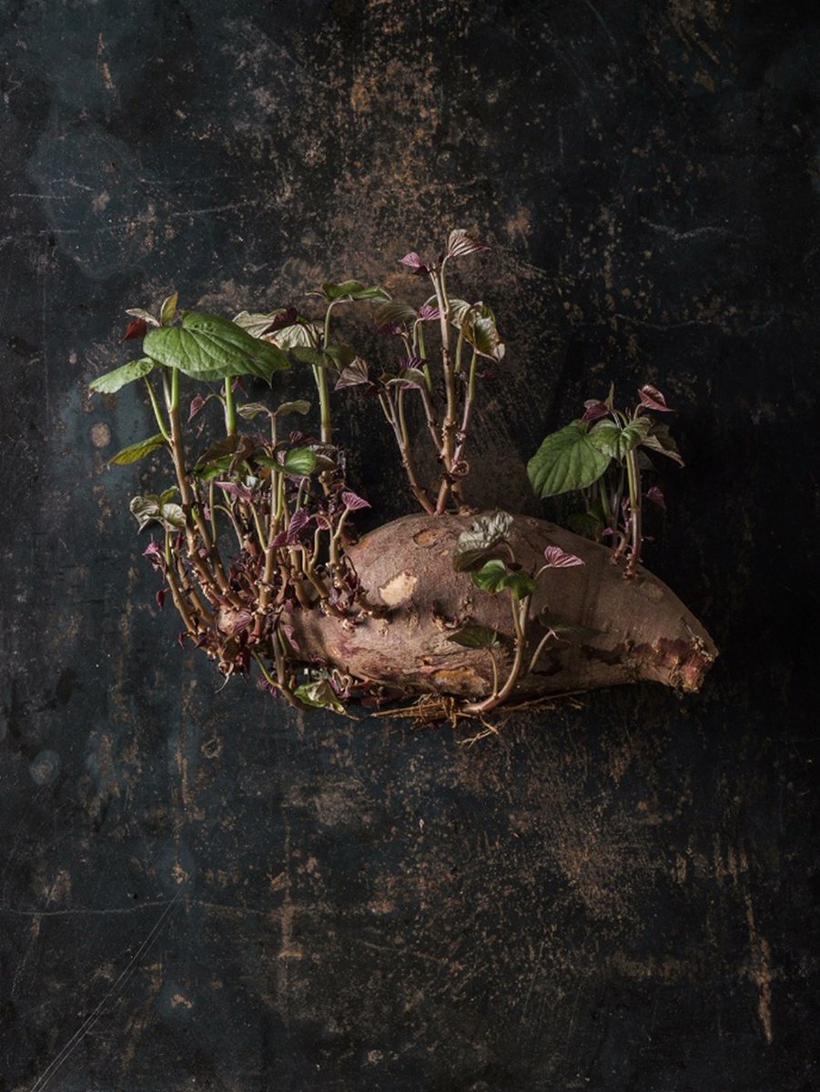 ExFuMo1's tweet image. The beauty of storage ▶️1url.cz/NJMPA
Photographs courtesy of artist Beth Galton bethgalton.com
#GoBelowground #ExFuMo #art
@IBOTCZ @CzechAcademy