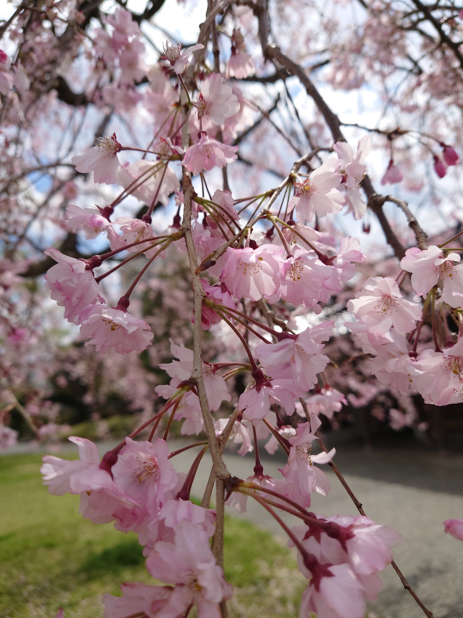 桜 桜 苗木 横浜緋桜 12cmロングポット苗 よこはまひざくら さくら