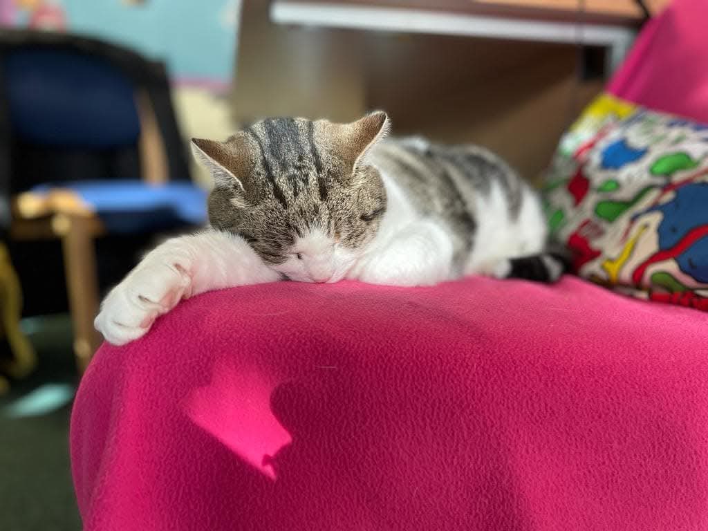 Cilla dreaming about Superman. 😹
#CatsofTwitter #Cats #Hedgewatch