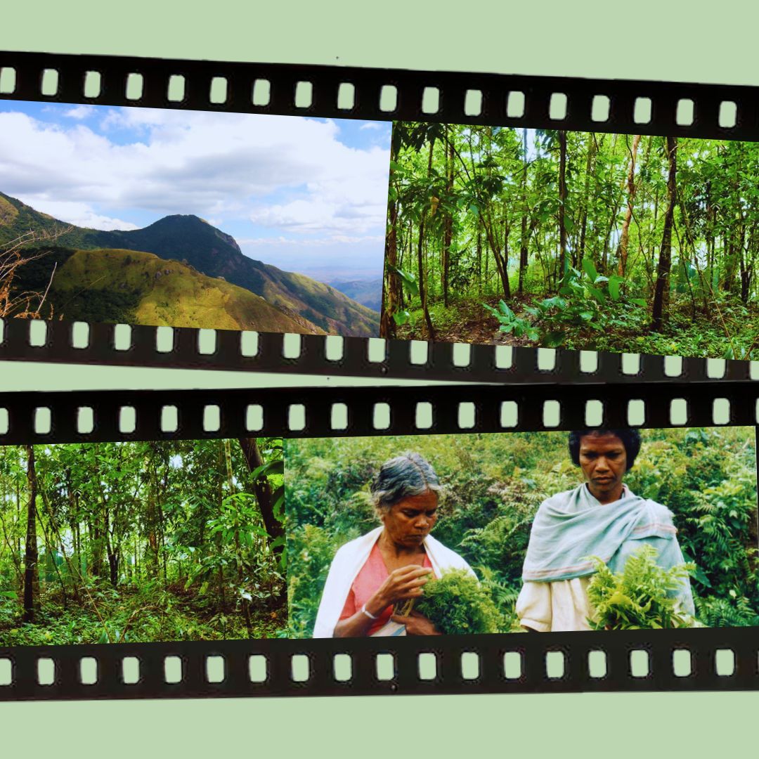#WellnessWednesday #MSS100

MSS talks about the Western Ghats in #Wayanad #Kerala as a mega #biodiversity hotspot, the value of conserving traditional #medicinalherbs of the region, &amp; the tribal populations who protect these species🌿

Tap🔗for #YouTube📹
tinyurl.com/spme8e6d
