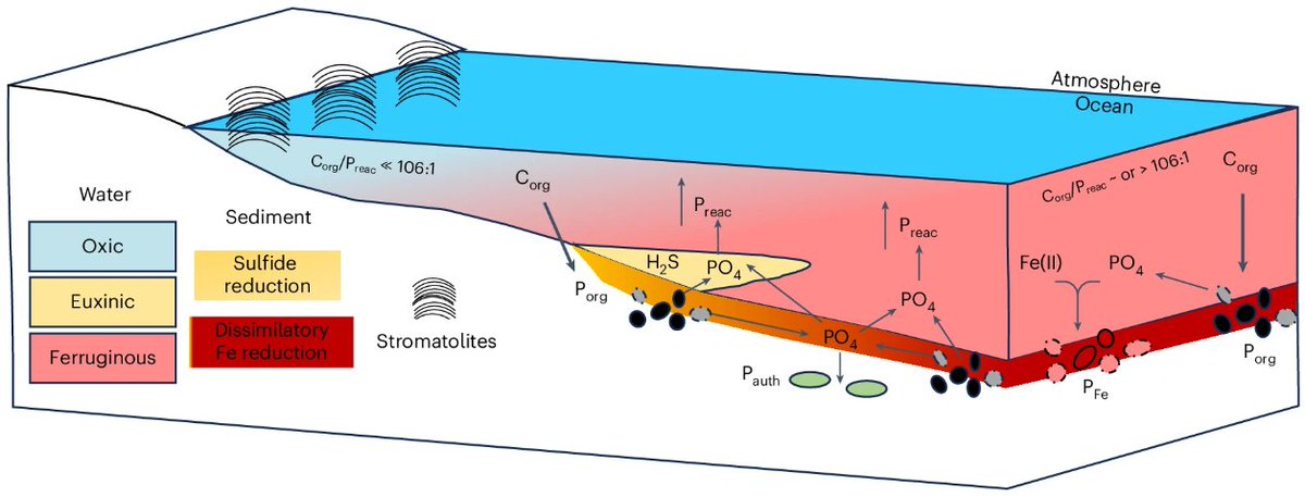 Article: Periods with enhanced iron and sulfide availability that promoted recycling of bioavailable phosphorus from sediments contributed to the episodic development of oxygen oases in the Archean ocean

nature.com/articles/s4156…