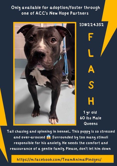 MoishesMom's tweet photo. 🆕Intake- Flash ⚡️1️⃣yr old- Male
🆔2️⃣2️⃣4️⃣3️⃣5️⃣2️⃣-Queens ACC
🆕Hope Rescue 🛟 - Kill 💉 🎯 This terrified Gorgeous boy will B fast-tracked to the 💉kill list if he’s not pulled by a Rescue 🛟 Partner ☹️He’s spinning in his kennel 😭 #NHRO #Foster Pledge
#SaveFlashNYCACC ♥️ 🏡 🙏🏻 https://t.co/zQa0DzzOL3