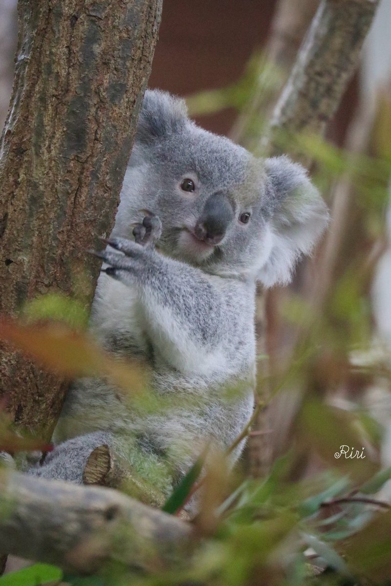 緒*い様 babythree 1000% コアラ レア目 正規品 baby Three コアラ