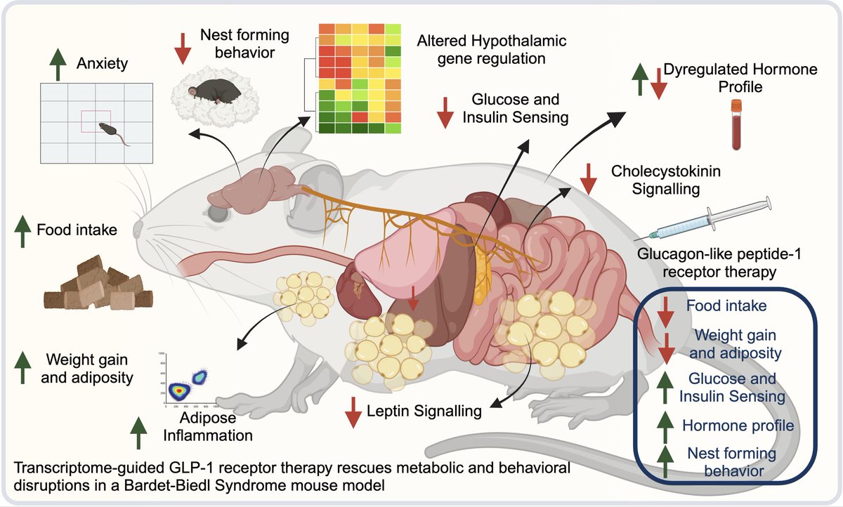 Daniel J Drucker (@danieljdrucker) on Twitter photo Here, treatment with a GLP-1R agonist effectively alleviated hyperphagia, body weight gain, improved glucose tolerance, and circulating metabolic hormones in BBS5-/- mice jci.org/articles/view/… <a href="/jclinicalinvest/">Journal of Clinical Investigation</a> Here, treatment with a GLP-1R agonist effectively alleviated hyperphagia, body weight gain, improved glucose tolerance, and circulating metabolic hormones in BBS5-/- mice jci.org/articles/view/… <a href="/jclinicalinvest/">Journal of Clinical Investigation</a>