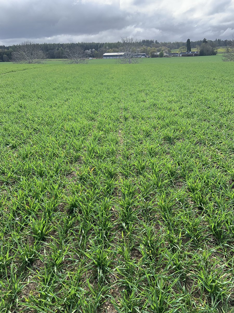 #NuelloiN treated winter wheat looking well in Nairnshire. Rain on the forecast this afternoon 🤞🏼<a href="/SyngentaUK/">Syngenta UK</a>