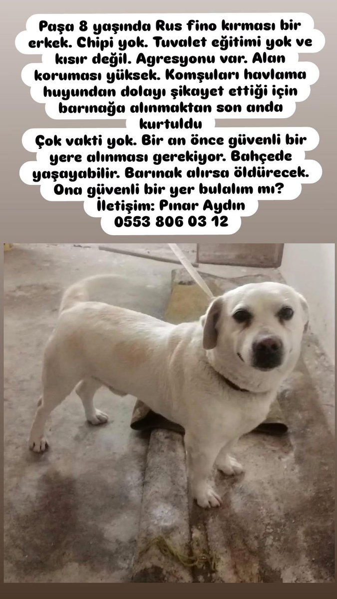 minkominkom's tweet photo. Çok acil sahiplendirme ilanı - İzmir

Bütün ayrıntıları görselde yazıyor yalnızca üç günü varmış barınağa gitmeden önce. Bu çocuğun hayatta kalma şansı olmak ister misiniz? https://t.co/CvG45xtNjx