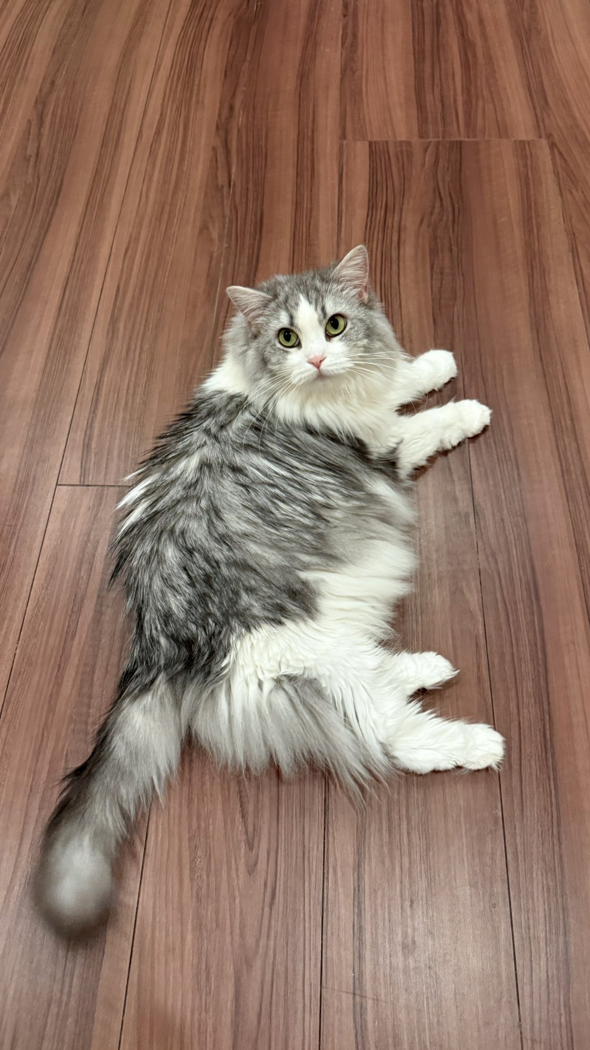 よしー (@yoshimitti) / X