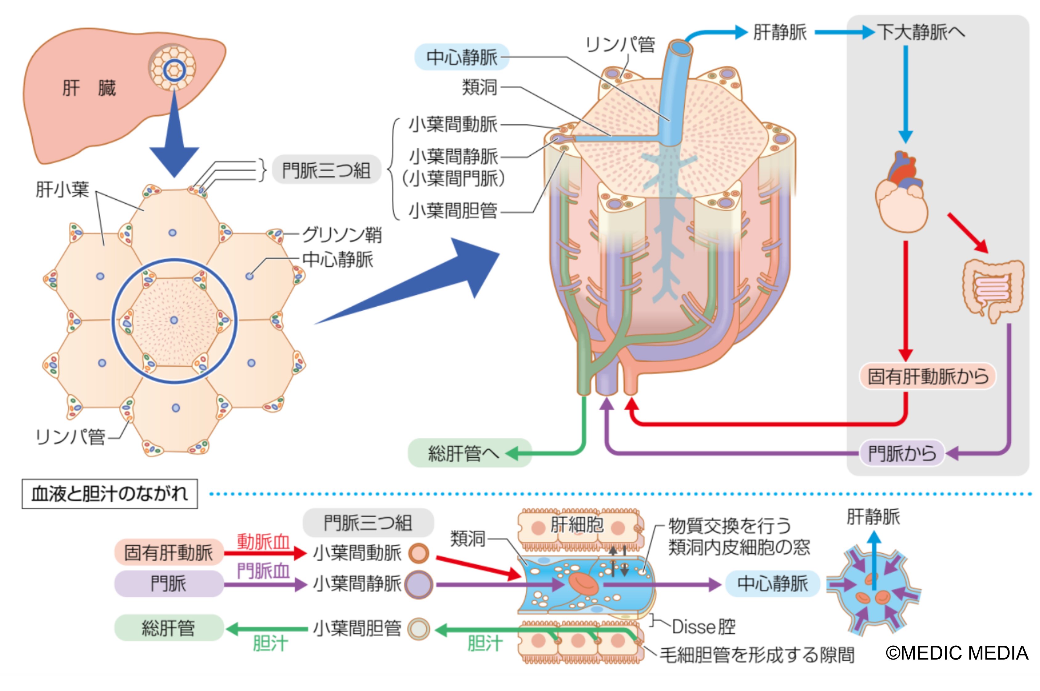 病気が見えるシリーズ