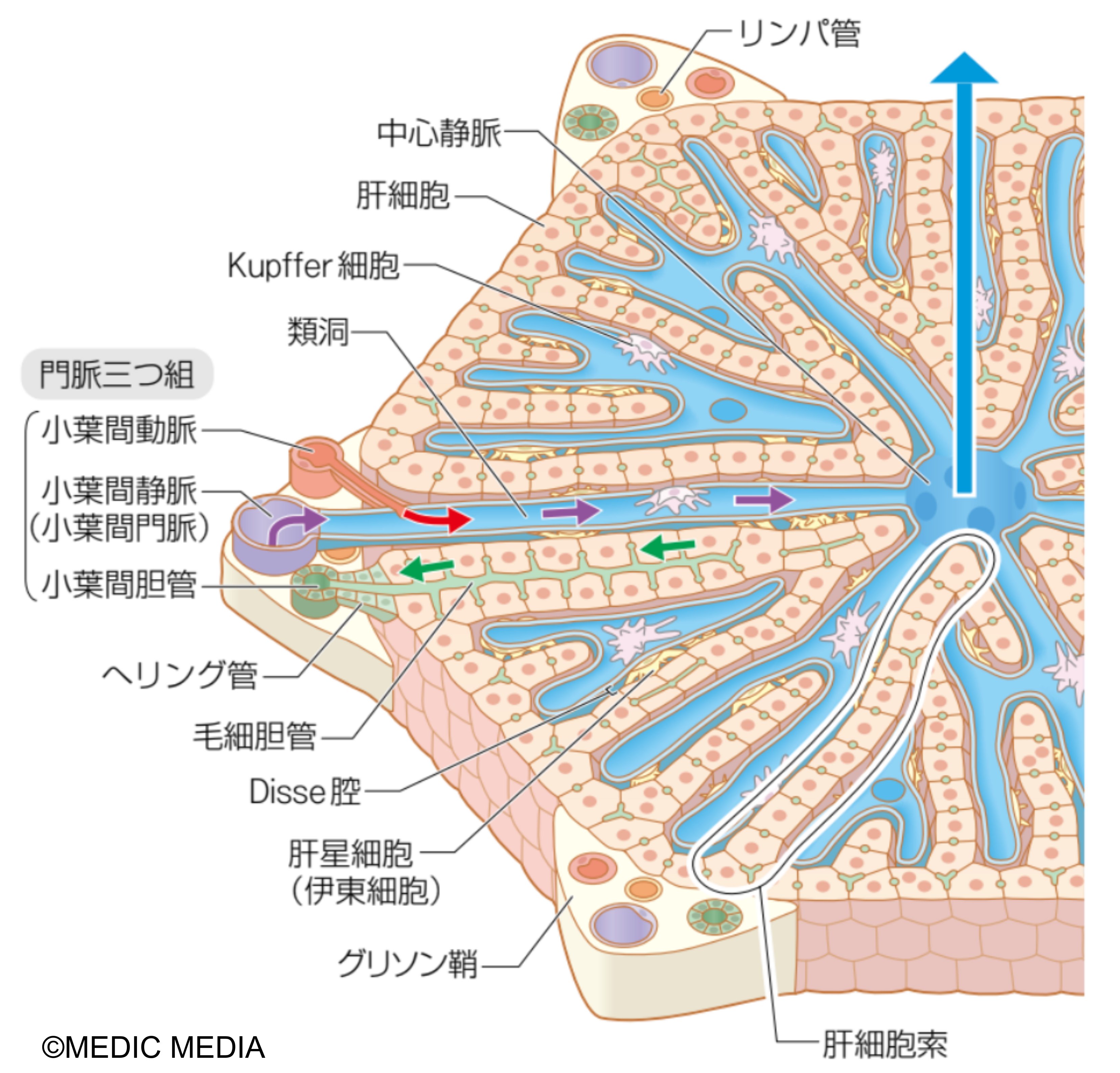 病気がみえる (全10巻) Kindle版