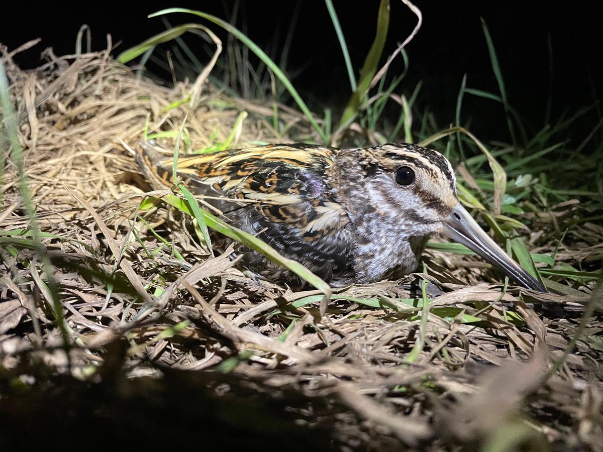 Exciting to receive our first Motus ‘ping’ of a recently tagged Jack Snipe on its return migration. After spending time in the #LDV it moved rather quickly across the North Sea and pinged three masts in Germany, and is the first German recovery of a BTO ringed Jack Snipe.