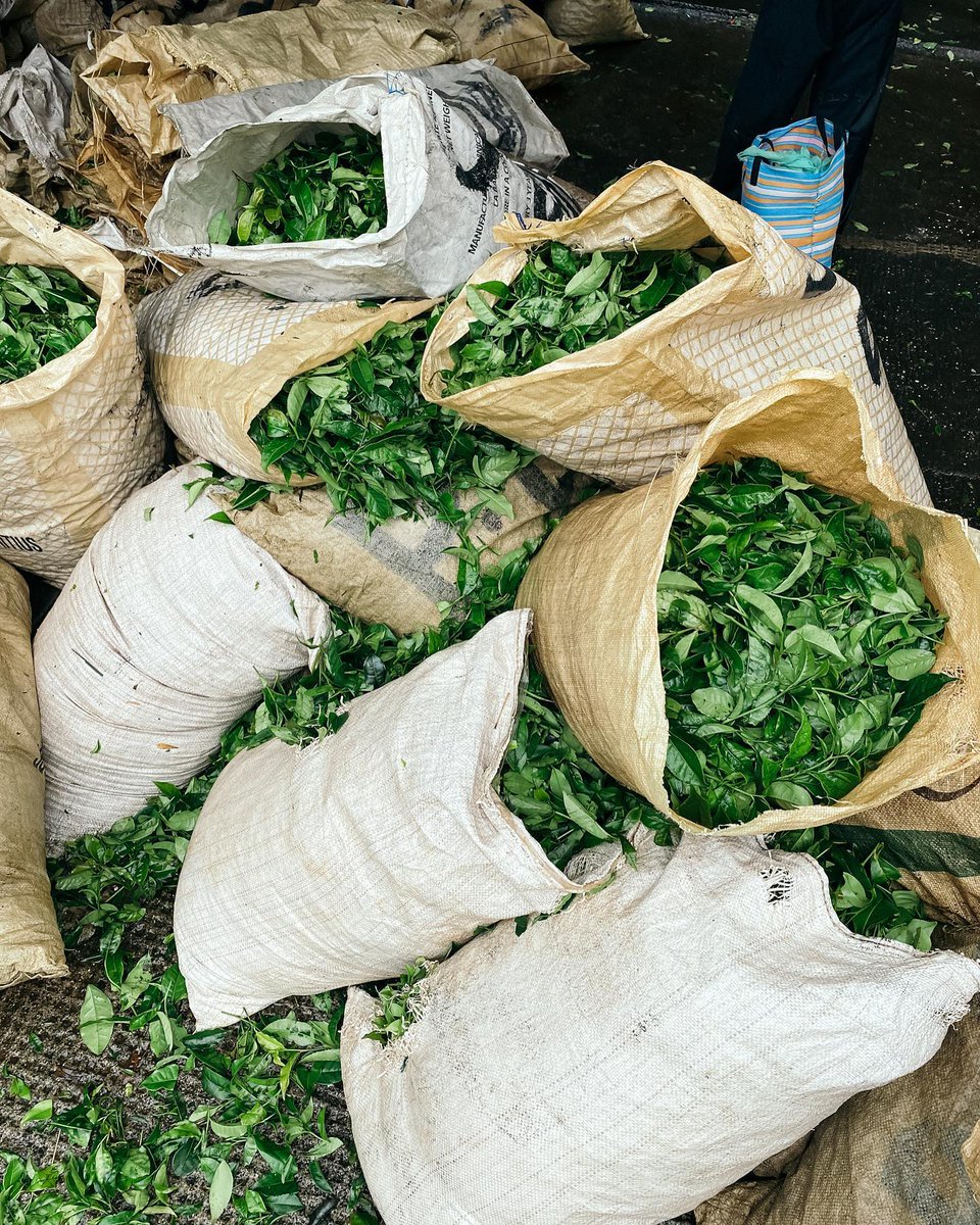 Bienvenue à Bois Chéri, la plus ancienne plantation de thé de l'île Maurice ! 🌿 Des champs verdoyants à la tasse fumante, vivez une expérience sensorielle unique mêlant tradition et saveurs locales. ☕

📍Bois Chéri
📸 @l_atelier_d_andre <a href="/malinecka_/">Aneta Malinů</a>

#boischéri #mauritiusnow