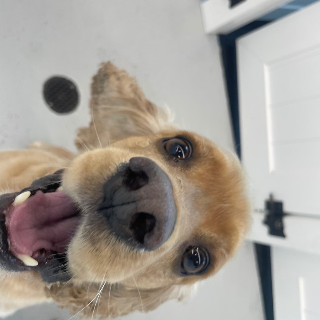 DogtownMiami's tweet photo. We built Dogtown with one goal: quality care that feels personal. Our intimate facility lets our team focus on each dog’s needs, from their diet to their play style https://t.co/rwwTppVG9q