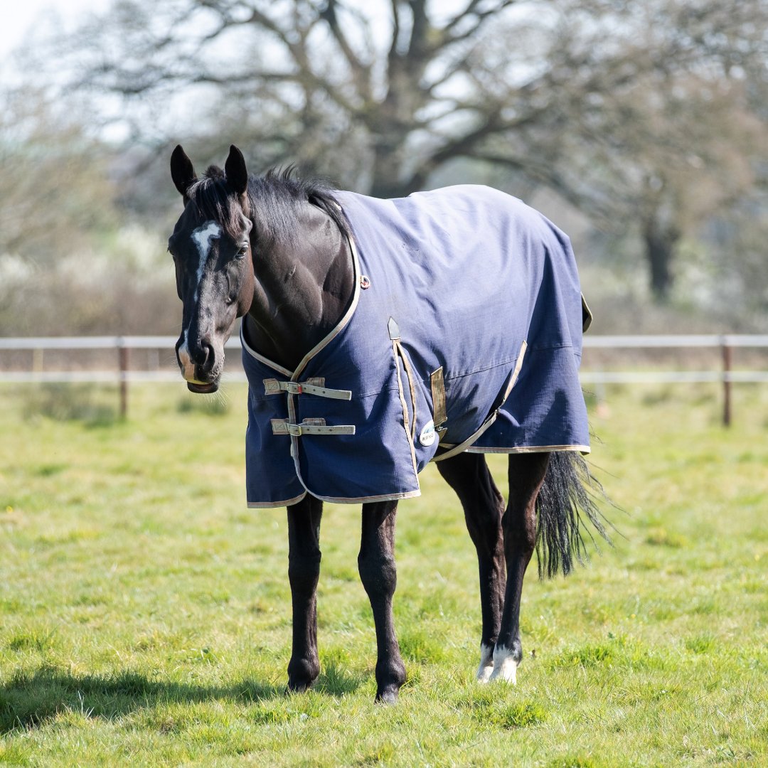 ownersgroupuk's tweet image. DIDEROT has been enjoying a quiet time on his holiday to EquiPrep

#diderot #equiprep #ownersgroup