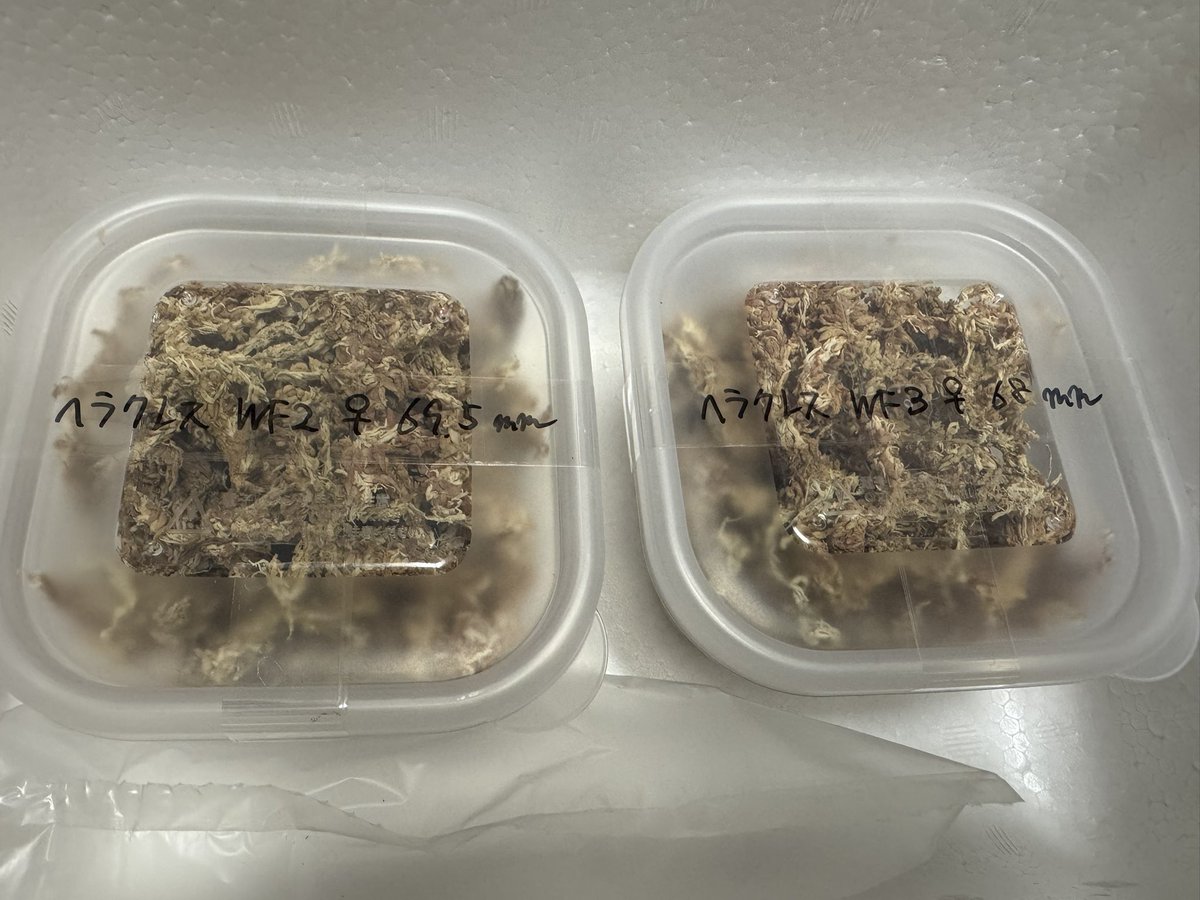 ハワイアンビートルさんからヘラクレスヘラクレスのメスを購入しました。

こちらとランバージャックさんで購入したオスをかけていきたいと思います。

ヘラクレスヘラクレスが全然上手くいかないので、次こそはって感じですが、どうなりますか。
