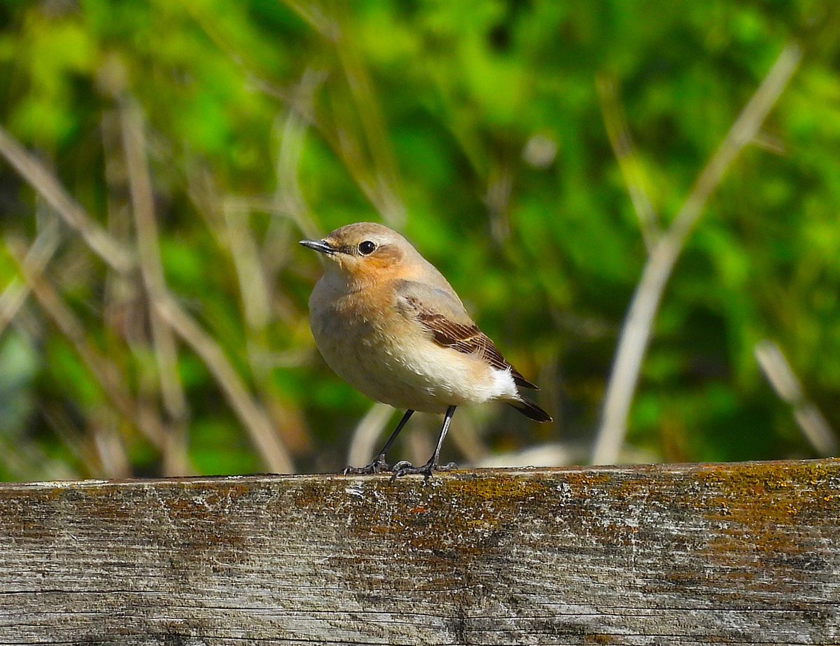 Wheatear today at Crossness. 16/4/25