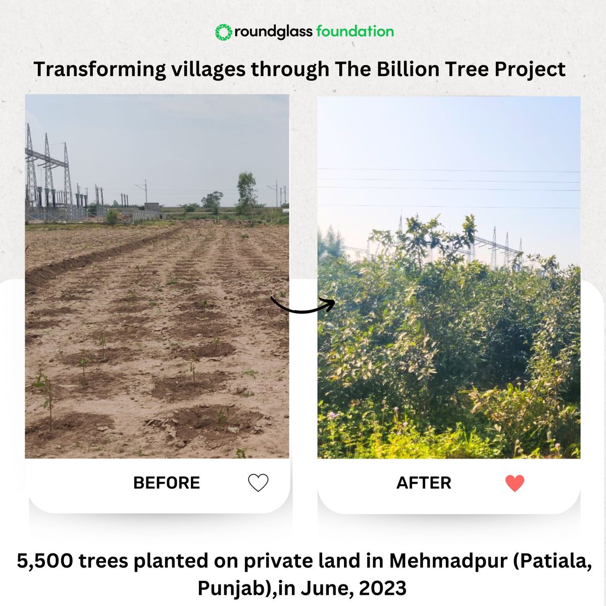 We have planted 1,476 mini forests in the villages of Punjab. Here’s a picture of another one growing. This was on a personal land that belonged to Major Gurjinder Singh Benipal of Patiala.