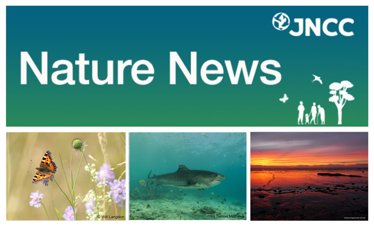 JNCC_UK's tweet image. 🚨 Latest edition of our e-newsletter out now!

In this issue, we discuss: 

🦋 Latest UK Butterfly stats

🦈 Supporting sustainable shark tourism

🗣️National Site Network products survey  

Sign-up to hear about our work 👇

eepurl.com/i0uBAA

#TogetherForNature