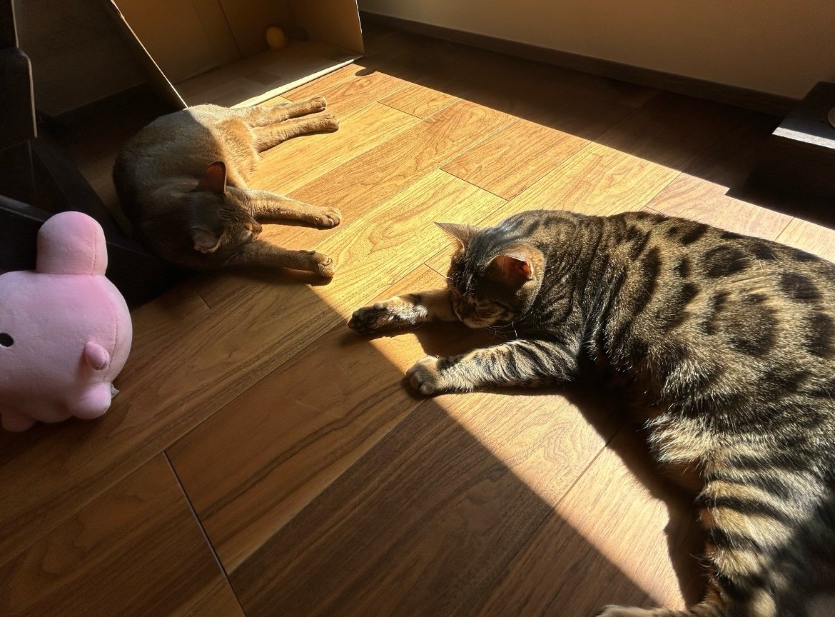 まだにゃん