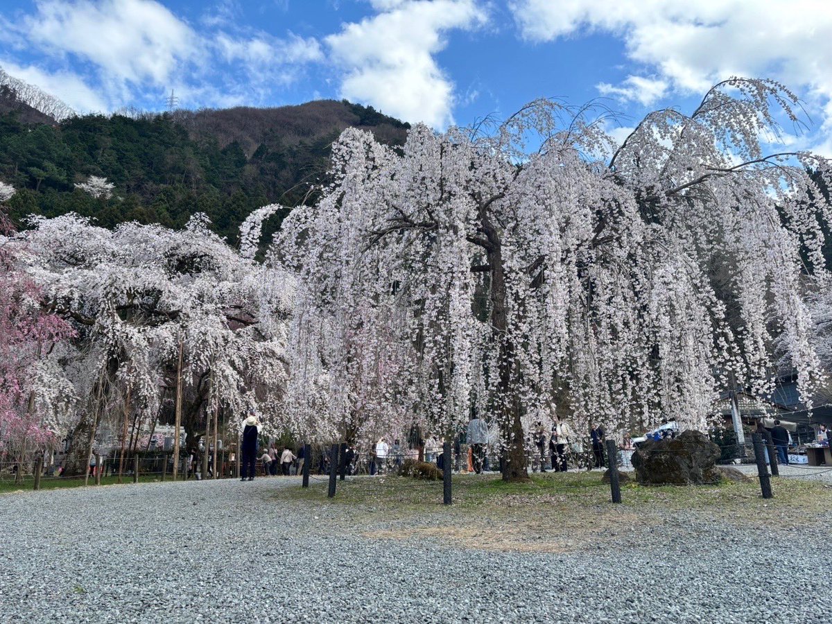 e62979's tweet photo. 清雲寺の枝垂れ桜 https://t.co/rlZSI7MD58
