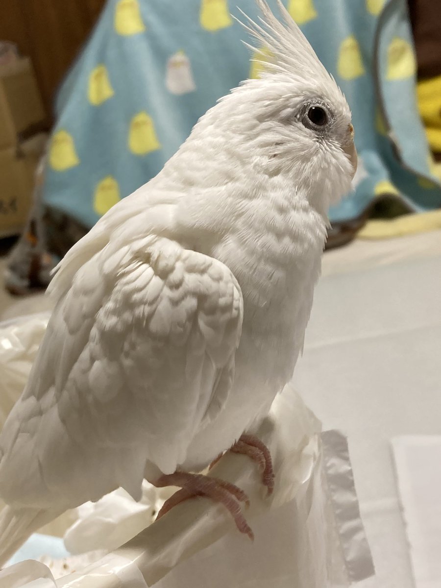 sagara_kyoko's tweet photo. お父さん帰ってくる時間待ち💕そろそろかな〜🐤
 #オカメインコ https://t.co/sMZtNinCrD