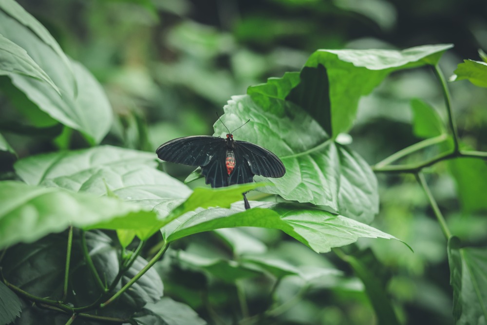 Dr_Akito's tweet image. 🦋 Studying the 160,000 species of butterflies and moths helps us understand their evolution, genetics, and behaviors. Every species tells a unique story about survival and adaptation. What’s your favorite butterfly species to learn about? 📚🌍 #Lepidoptera #ScienceResearch