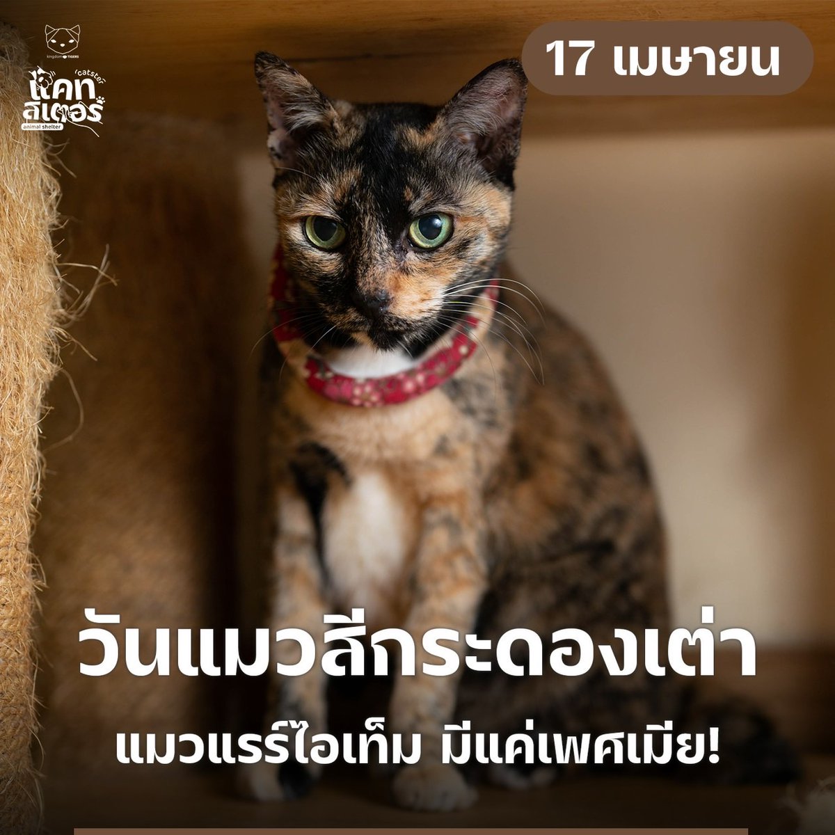 Catster & Co บ้านพักพิงแมวจร tweet media
