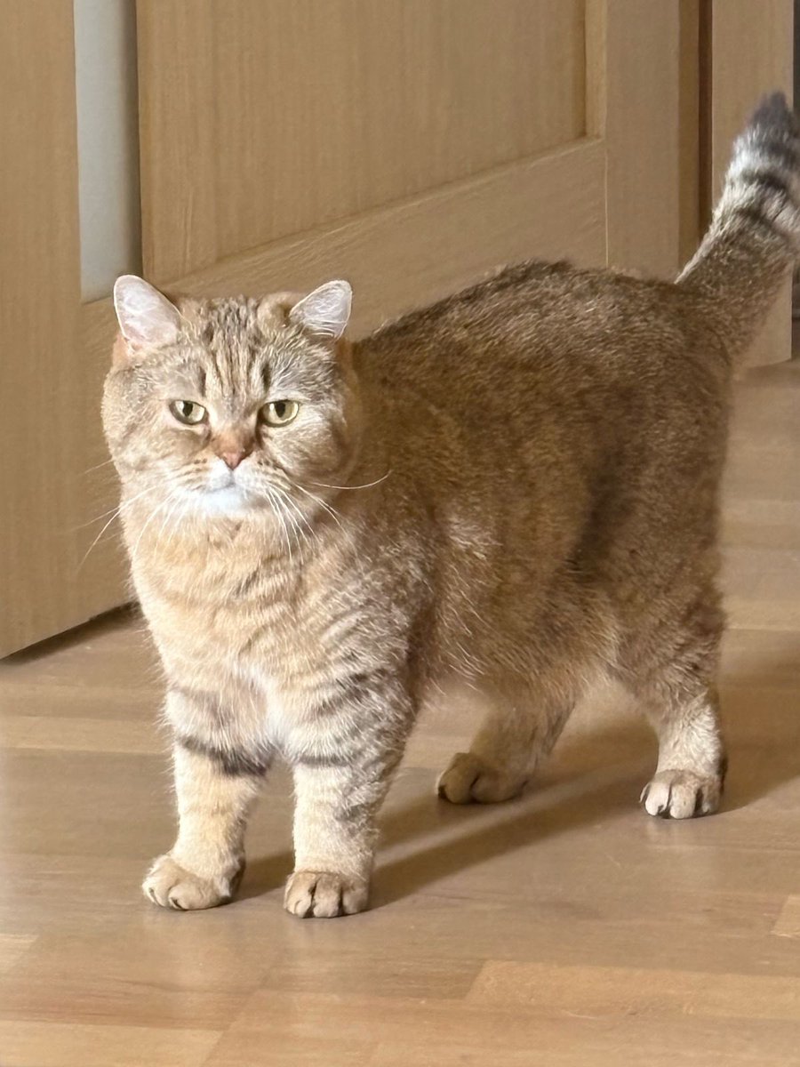 Теплішає, а значить пора скидати зимову шубку 🐈