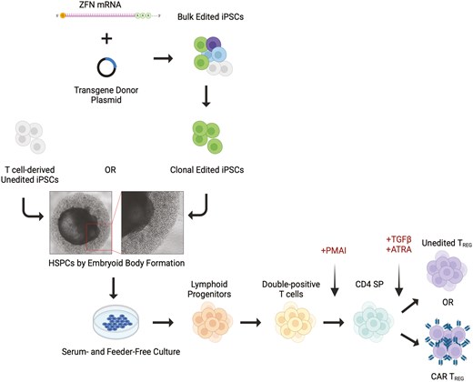 A serum- and feeder-free differentiation process, suitable for large-scale production of iPSC-derived CD4sp and regulatory T cells, is reported here.
doi.org/10.1093/stmcls…