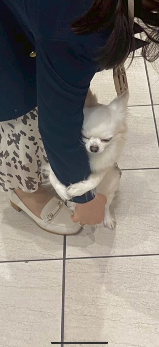 hrrrree3ch's tweet photo. 😣ないぬ🐶 https://t.co/qwu9kzVhNI