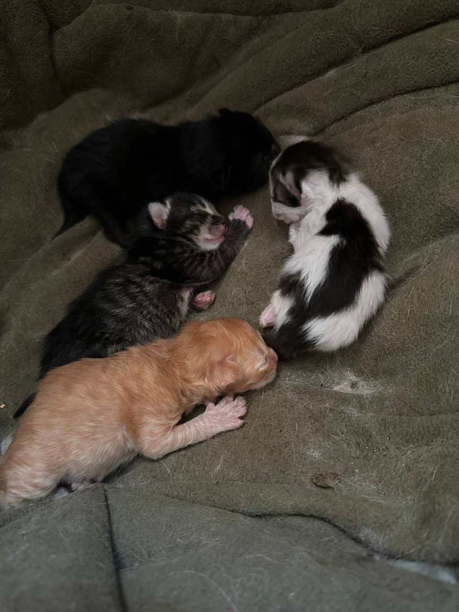 These little ones were just born, and they already need rescuing from danger 💔
Today and in the coming days, our team is on an evacuation mission to bring animals to safety. Among them are these tiny kittens 🐈‍⬛
Wish our team luck, we’re hoping for a smooth and successful trip!