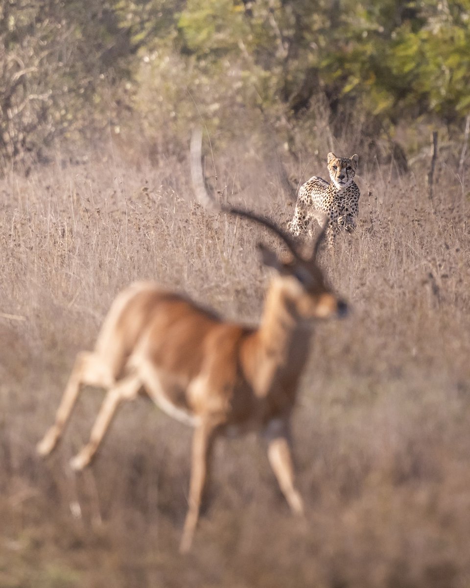 THE CHASE IS ON 🐾
One second you’re grazing, the next—it’s game time.
This is the wild, raw rhythm of the savannah.

#MugieConservancy #WildlifeSafari #WildlifePhotography #AnimalPlanet #KenyaSafari