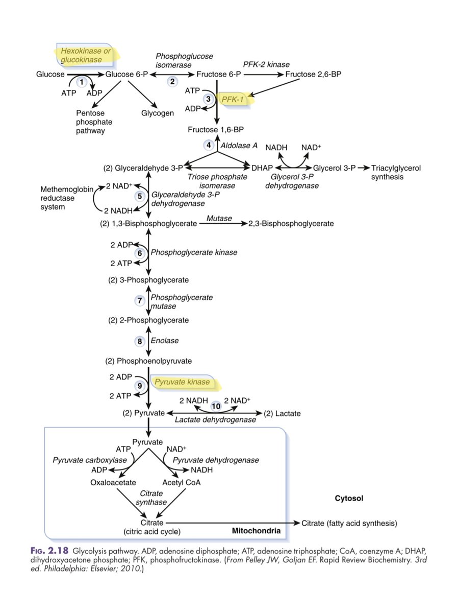 joshbp_rmt's tweet photo. Mali ako dito🥹 Looked for the answer, and letter A sya.

⭐ "Three regulated enzymes catalyze irreversible reactions in glycolysis: hexokinase, phosphofructokinase, and pyruvate kinase."

Reference: CRUSH STEP 1: The Ultimate USMLE Step 1 Review, 2nd ed (pp. 34-35) https://t.co/cYyOvQ4m5s