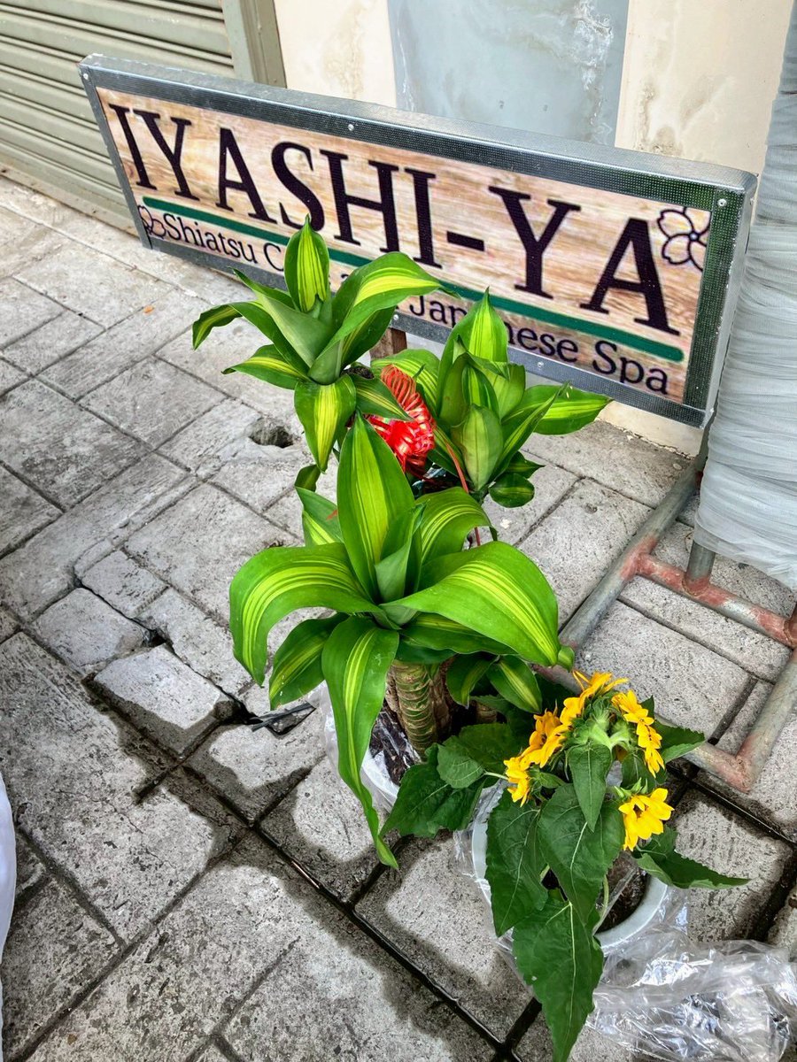 AIAP_F2F's tweet photo. タガイタイにAIAPの卒業生のお店がOPEN🎉
IYASHI-YA🌱日本式のマッサージ店💆‍♂️
指圧整体で全身を整えたり
アクティベーターを使って神経バランスを整えより効果も期待✨
オープニングパーティーは沢山の人がお祝いに来られていて、笑い溢れる素敵なパーティーでした😊 https://t.co/akZONL8yT3