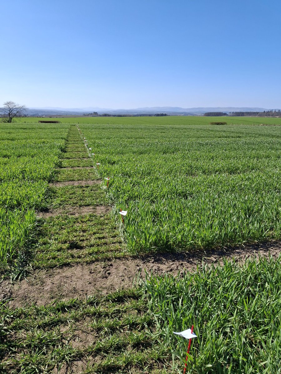 We're full steam ahead on our summer trial days!

Plots are looking great so far 👍

Register now for your local demo  👉bit.ly/42Lrxf7