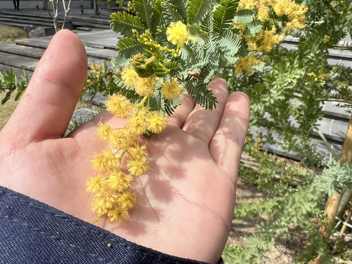 人と向き合わずに植物と向き合うことにしたら心軽くなった😚
毎日大好きな緑に囲まれて人と話さなくてもいいなんてよく考えたら最高すぎる