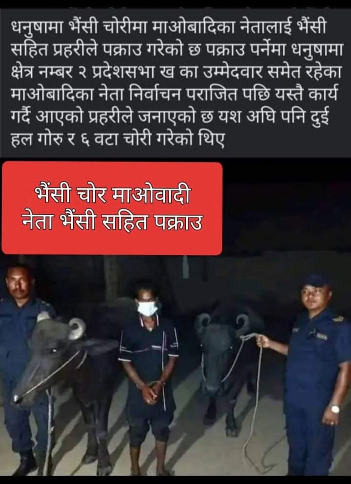 hello_acharya's tweet photo. माओबादी महोदयले चोरी गरेको भैँसी कतै मुर्रा भैसी त होइन ? क्या बेइज्जत ? 🤪 https://t.co/YBZqGaCb9i