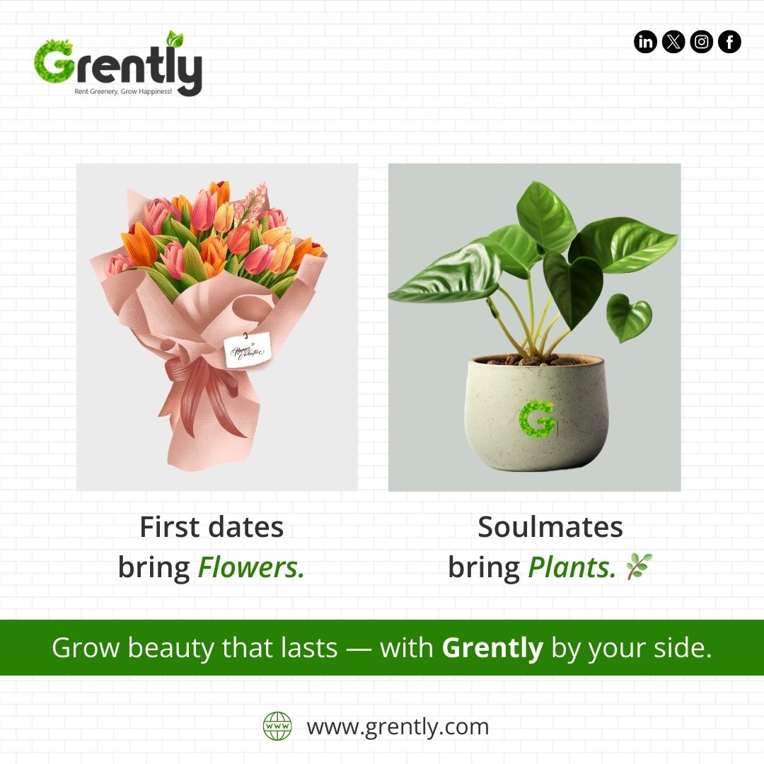 GoGrently's tweet photo. 🌸 Flowers fade... but plants grow with you. 🌿
So, are you just dating, or planting roots like a soulmate? 💚
Choose greens that last — rent with Grently.
.
.
#Grently #PlantSoulmates #GreensOverBlooms #RentYourGreens #EvergreenLove #IndoorPlantMagic #GreenInteriors #Sustainable https://t.co/QRRLFH0yzo