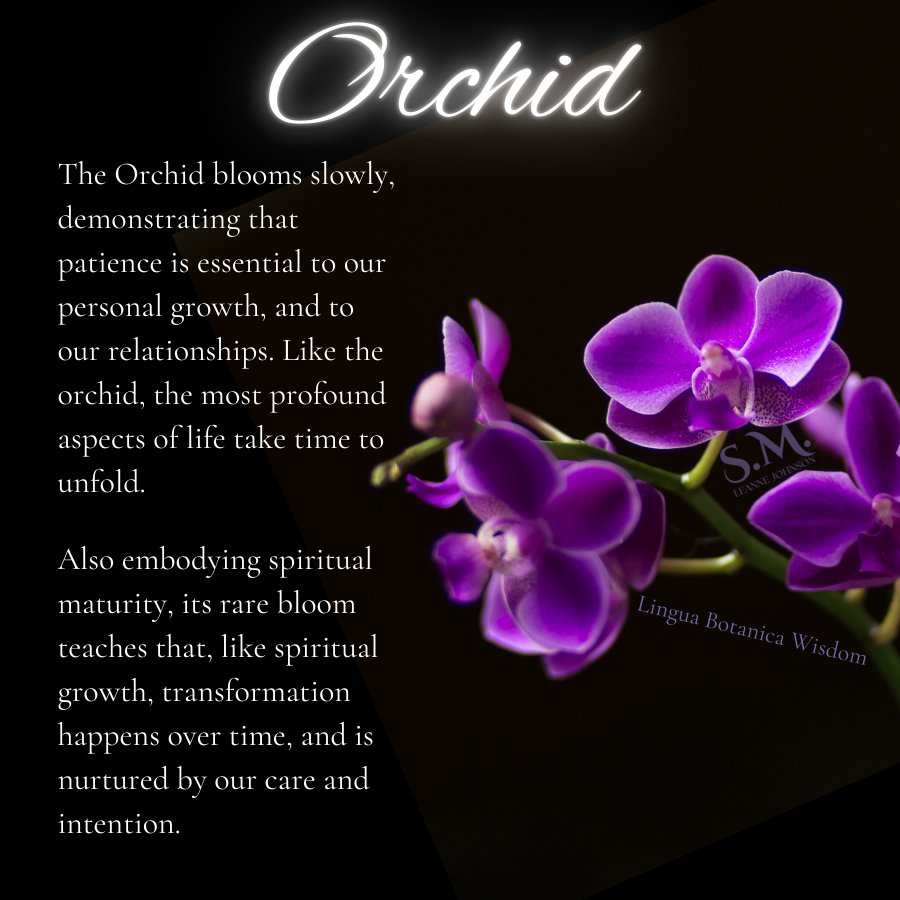 SMLeanneJohnson's tweet photo. Orchid 🌺

#Orchid #FlowerSymbolism #LanguageOfFlowers #EthicalOraclework https://t.co/rlNv54KqeN