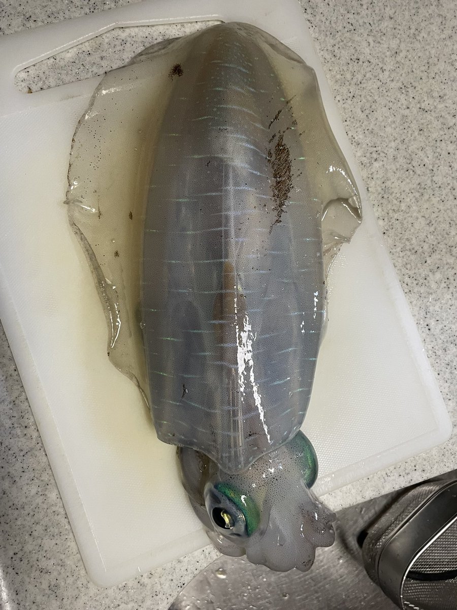 何年ぶりかのエギング再開🦑
釣れたのは1100g😁