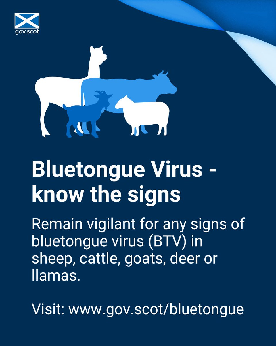 ScotGovRural's tweet photo. Remain vigilant for any signs of bluetongue virus (BTV) in sheep, cattle, goats, deer or llamas. Outbreaks can results in prolonged animal movement and trade restrictions. Know the signs ➡️ https://t.co/dtzuA5yawO https://t.co/209vj8pvbj