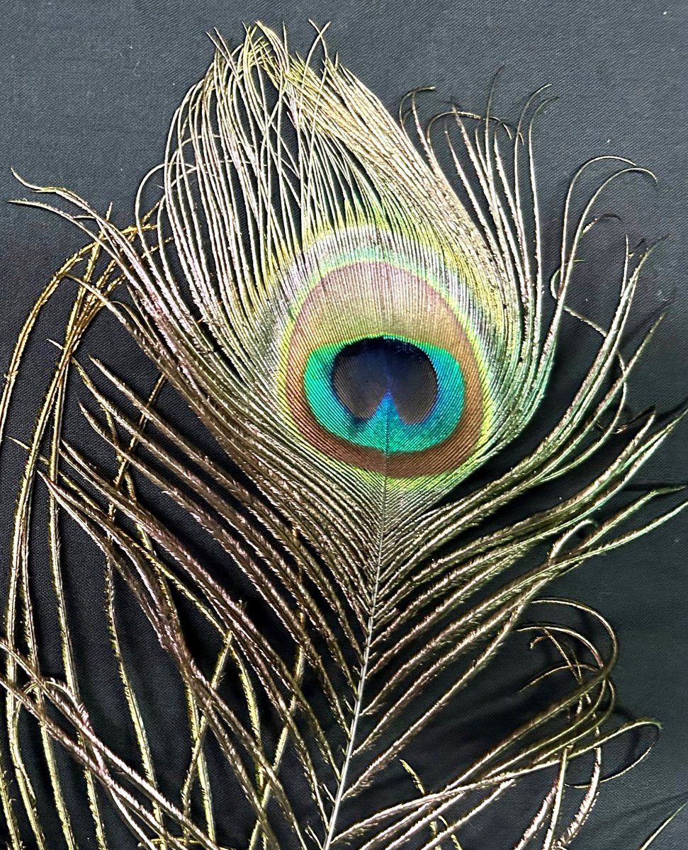Our Easter theme is birds 🦚. Some bird feathers are iridescent. These feathers have special microscopic structures which split light and create a shimmery colour. Peacock feathers are a great example.
