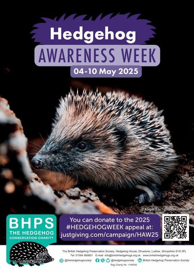 #Hedgehog Awareness Week is back 4-10 May!
🎉🦔🎉

Help us spread the word by downloading the official #HedgehogWeek poster👇 
buff.ly/NbZDqiI
Or,  email info@britishhedgehogs.org.uk to request paper posters to put up in your local area!

📷 Abigail Fox