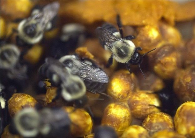 Journal of Animal Ecology (@animalecology) on Twitter photo “Non-core bacteria occur frequently in high abundance in wild bumble bee gut microbiomes. One species, Serratia, reduces bee lifespan & reproduction. The core microbiome, bee age, & pollen diet can protect against Serratia infection.” 🐝buff.ly/Qzxs6As
<a href="/AnnikaSNelson/">Annika Nelson</a> “Non-core bacteria occur frequently in high abundance in wild bumble bee gut microbiomes. One species, Serratia, reduces bee lifespan & reproduction. The core microbiome, bee age, & pollen diet can protect against Serratia infection.” 🐝buff.ly/Qzxs6As
<a href="/AnnikaSNelson/">Annika Nelson</a>