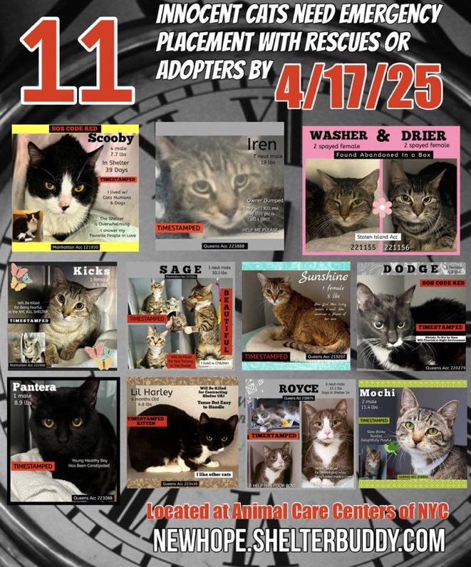 JLthekid9999's tweet image. 🆘🆘THE 11 POOR CATS BELOW ARE ALL AT RISK OF EU ON 4/17/25 🆘🆘

🚨🚨MOST URGENT ON LIST ARE IREN AND PANTERA (BOTH 5X ON EPL, TOO LOW ON PLEDGES AND MEDICAL PRIORITIES) - STILL BEING IGNORED/OVERLOOKED IN SHELTER AND ON X 😱😱

 BOTH NEED MORE CARE THAN THE SHELTER CAN PROVIDE-…