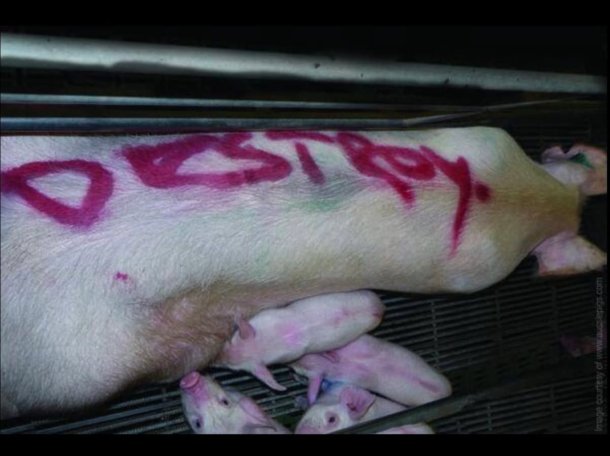 JohnOberg's tweet photo. I've never seen a clearer visual that depicts the cruelty &amp; apathy of the Meat Industry. 💔 #destroy https://t.co/KMZrgpg3tI