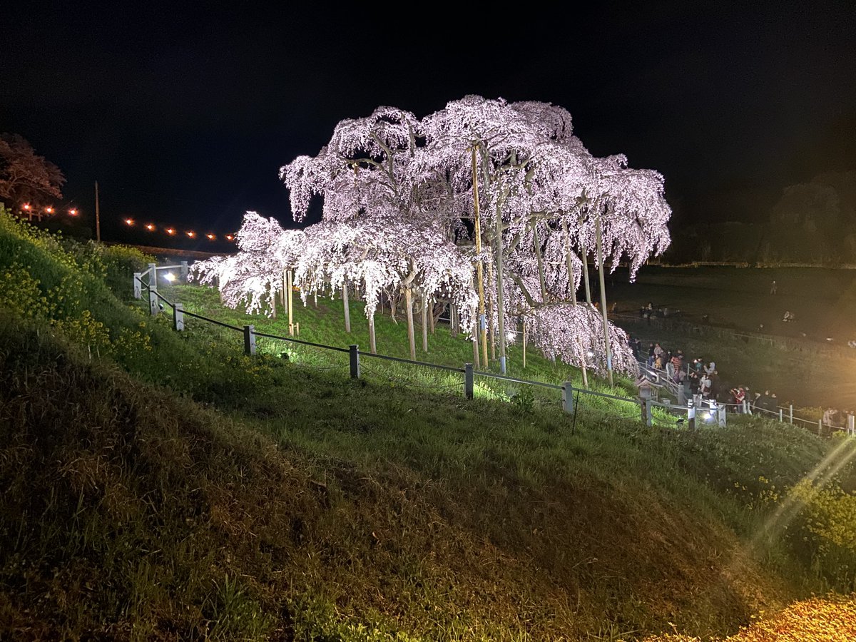 advancezero007's tweet image. 三春の滝桜、夜桜は初めてでござる
