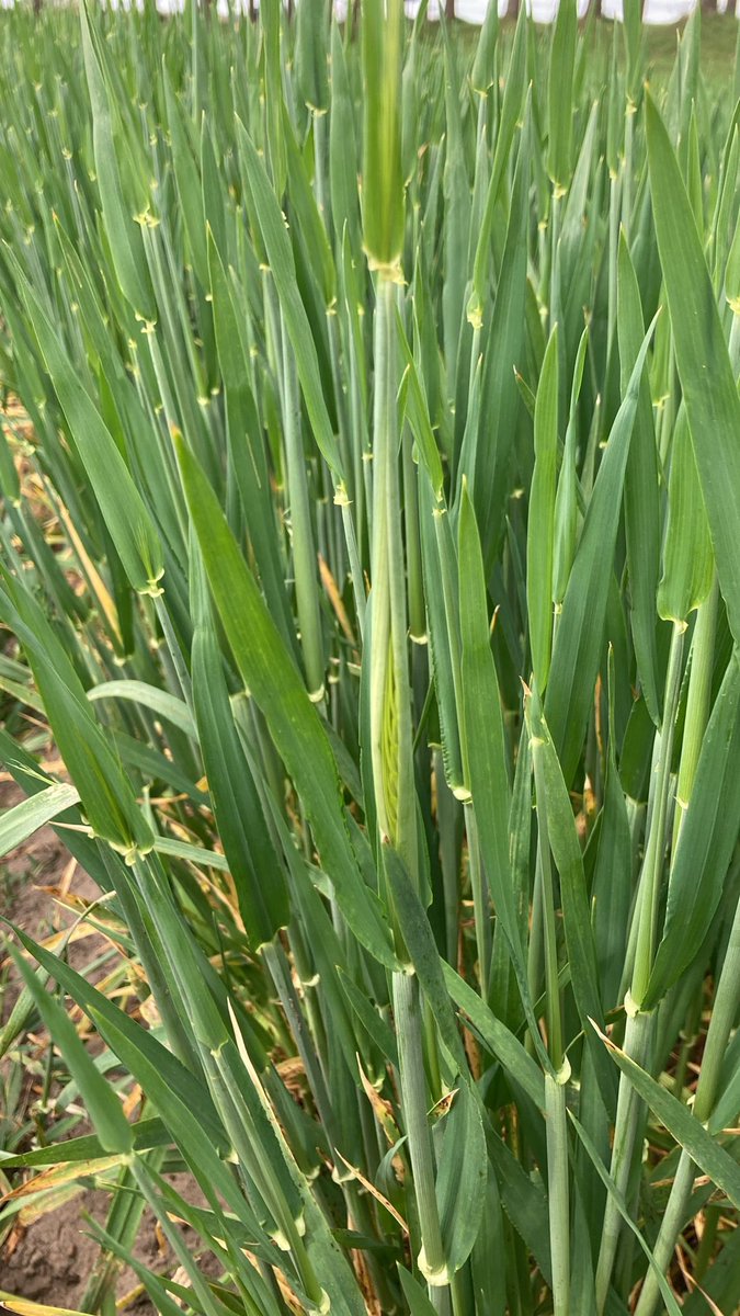 Kiekeboe! Wintergerst aar zichtbaar half april #vroeg #akker #farmplus