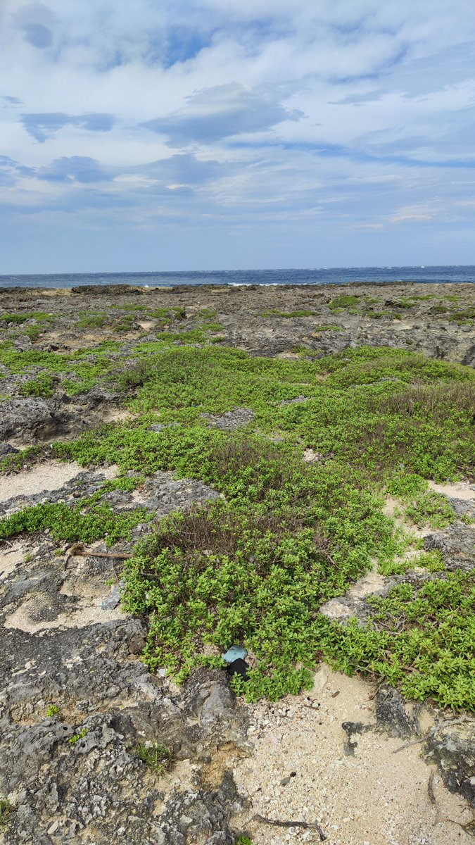 Mark Castillo Bucay tweet media