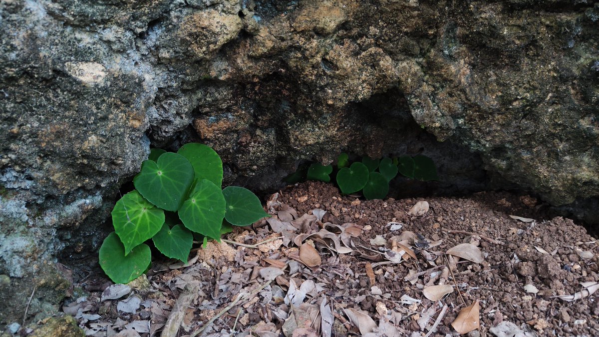 Mark Castillo Bucay tweet media